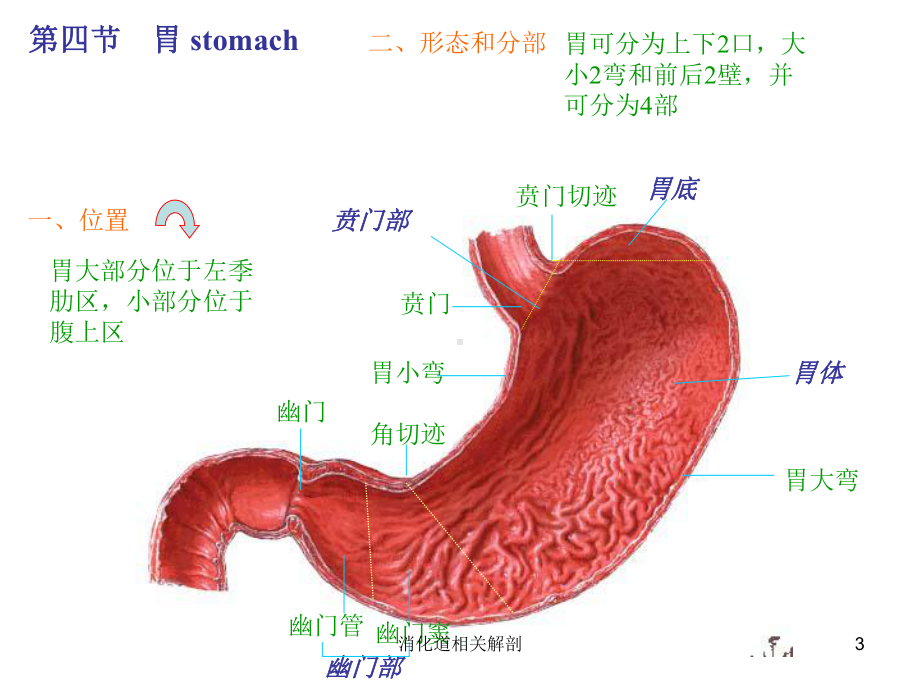 消化道相关解剖培训课件.ppt_第3页