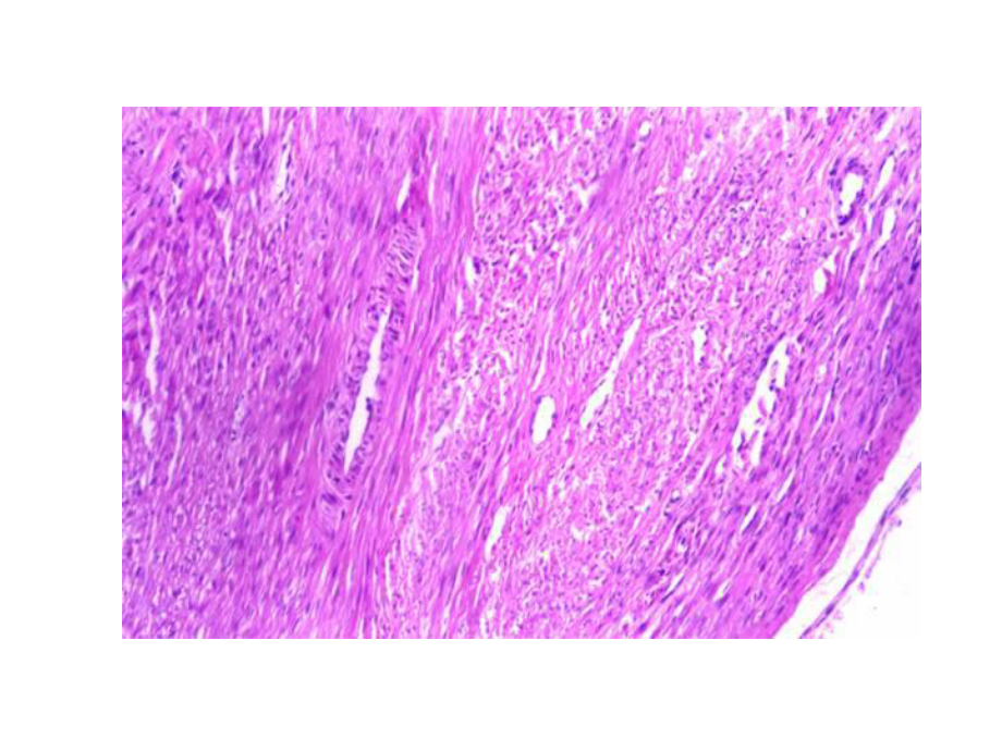 病理实验模拟考：-仁济临床病理实验考试使用课件.ppt_第3页