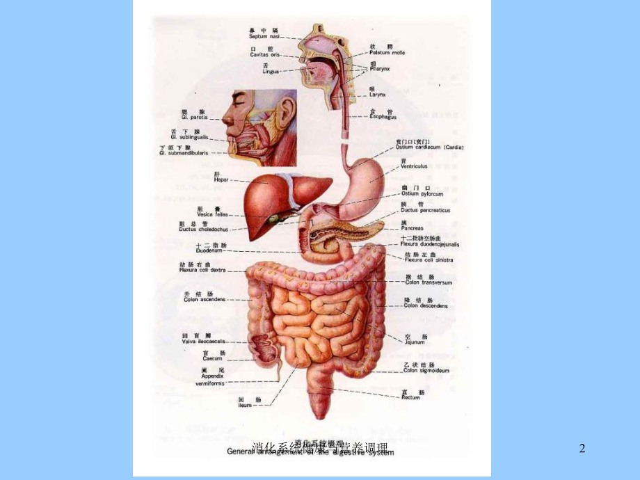 消化系统健康与营养调理课件.ppt_第2页