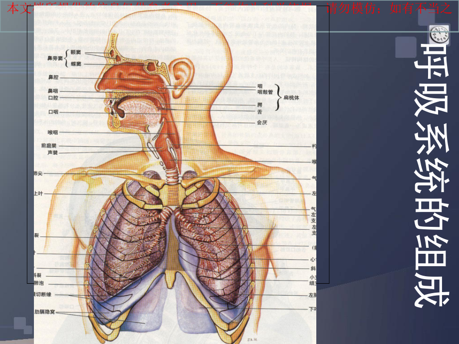 正常人体学呼吸系统培训课件.ppt_第1页