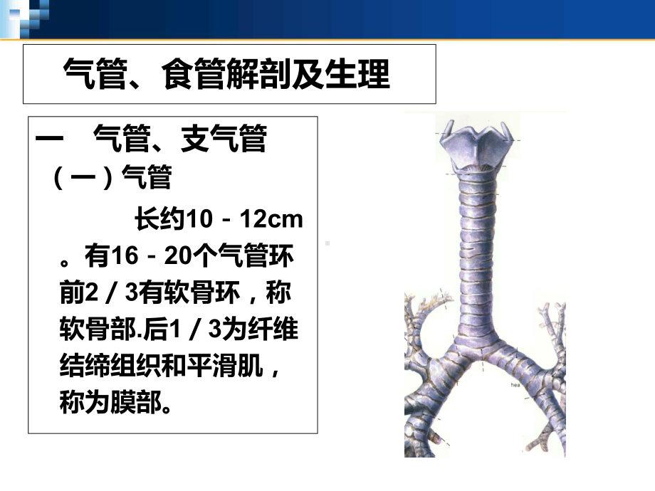 气管食管解剖讲义课件.ppt_第2页