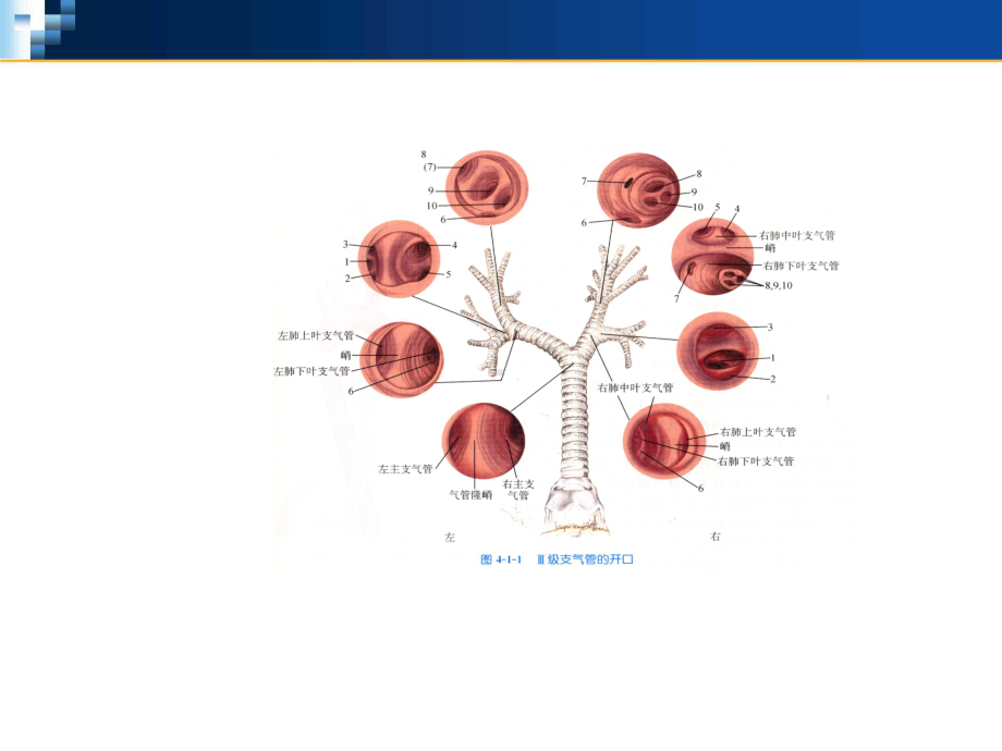 气管食管解剖讲义课件.ppt_第3页