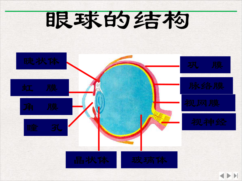 生物信息的获取视觉听觉的形成神经系统实用版课件.ppt_第3页