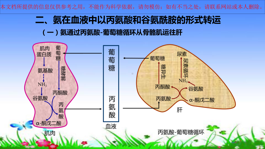 氨的代谢医学培训课件.ppt_第2页