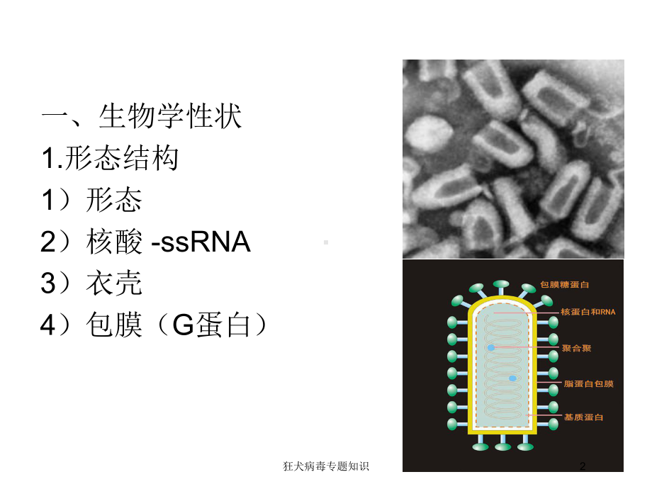 狂犬病毒专题知识培训课件.ppt_第2页