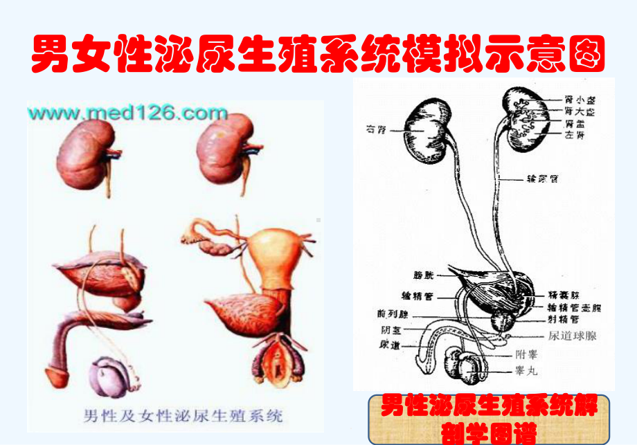 泌尿外科专科培训实习生小讲课课件.ppt_第3页