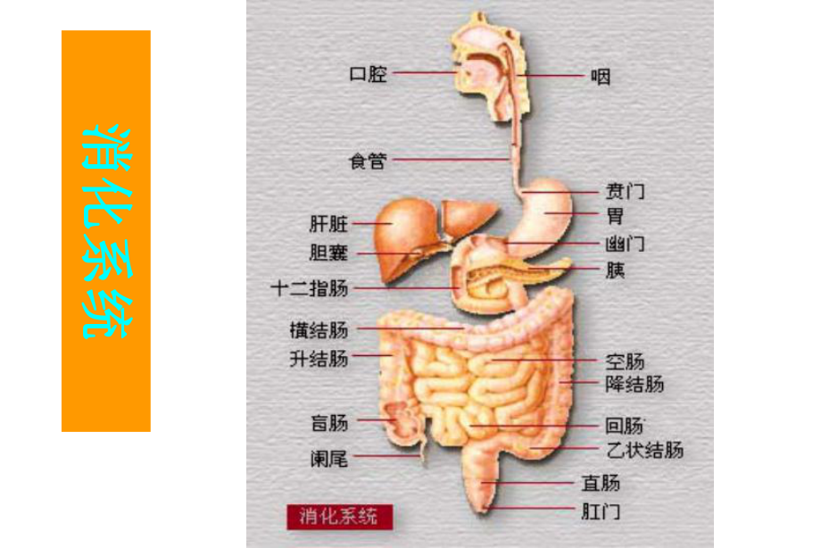 病理学课件-消化系统病理.ppt_第3页