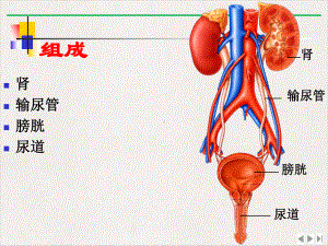 泌尿系统解剖实用版课件.pptx