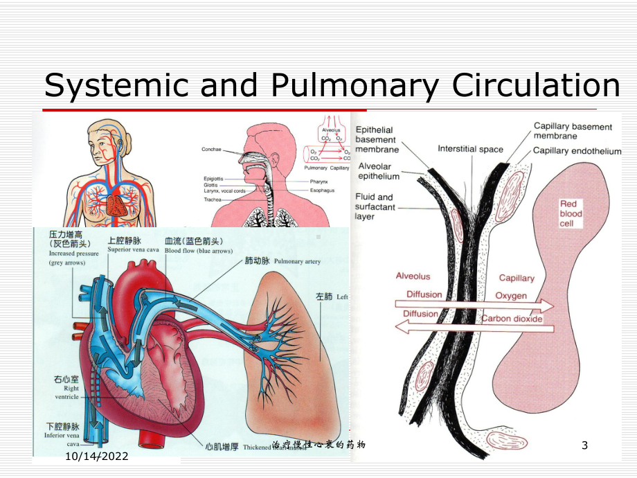 治疗慢性心衰的药物培训课件.ppt_第3页