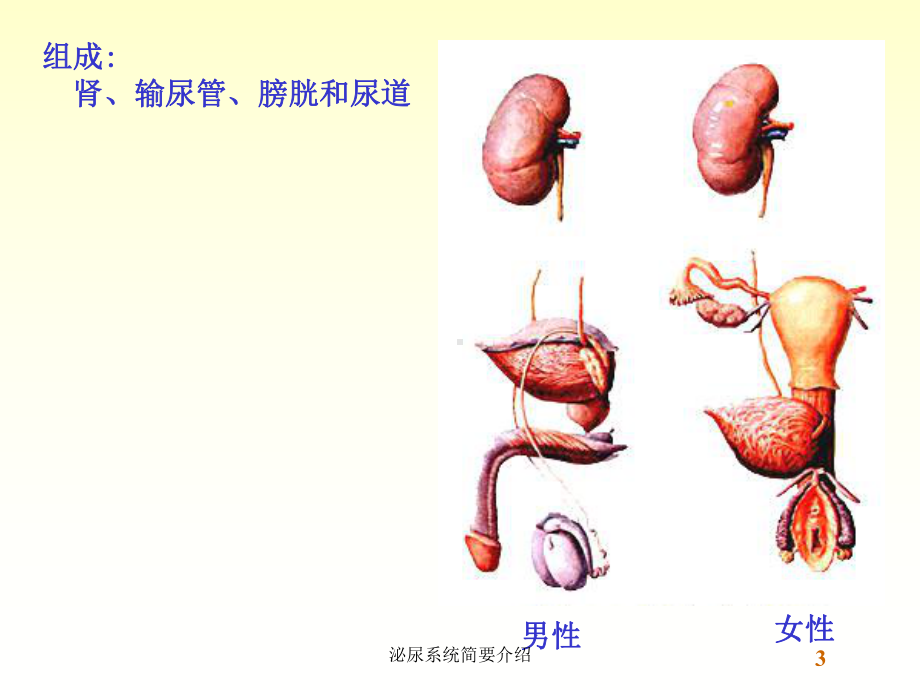 泌尿系统简要介绍培训课件.ppt_第3页