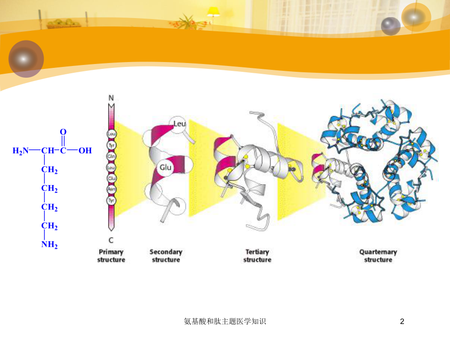 氨基酸和肽主题医学知识培训课件.ppt_第2页