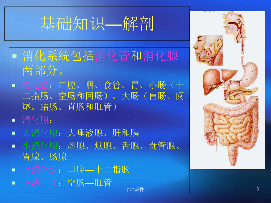 消化系统解剖及EMR与ESD(一)-课件.ppt_第2页