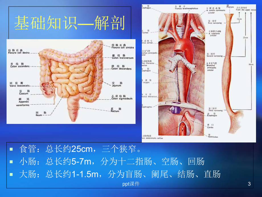 消化系统解剖及EMR与ESD(一)-课件.ppt_第3页