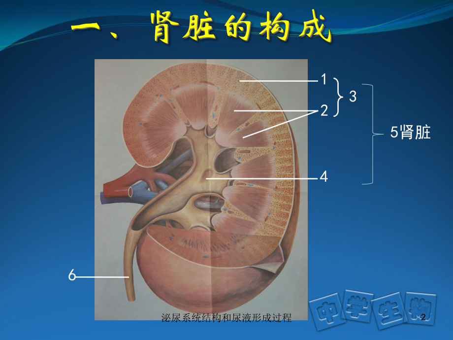 泌尿系统结构和尿液形成过程培训课件.ppt_第2页