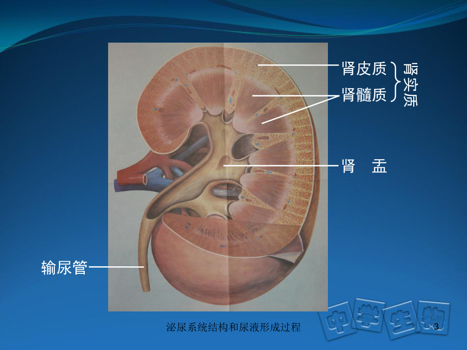 泌尿系统结构和尿液形成过程培训课件.ppt_第3页