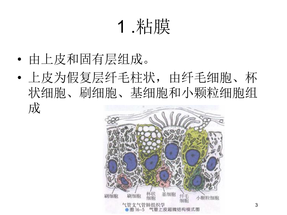 气管支气管肺组织学培训课件.ppt_第3页