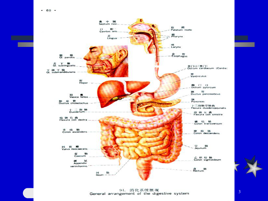 消化系统疾病总论讲解培训课件.ppt_第3页