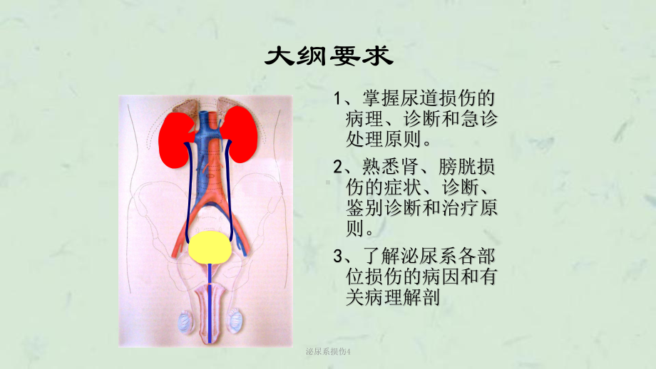 泌尿系损伤4课件.ppt_第2页
