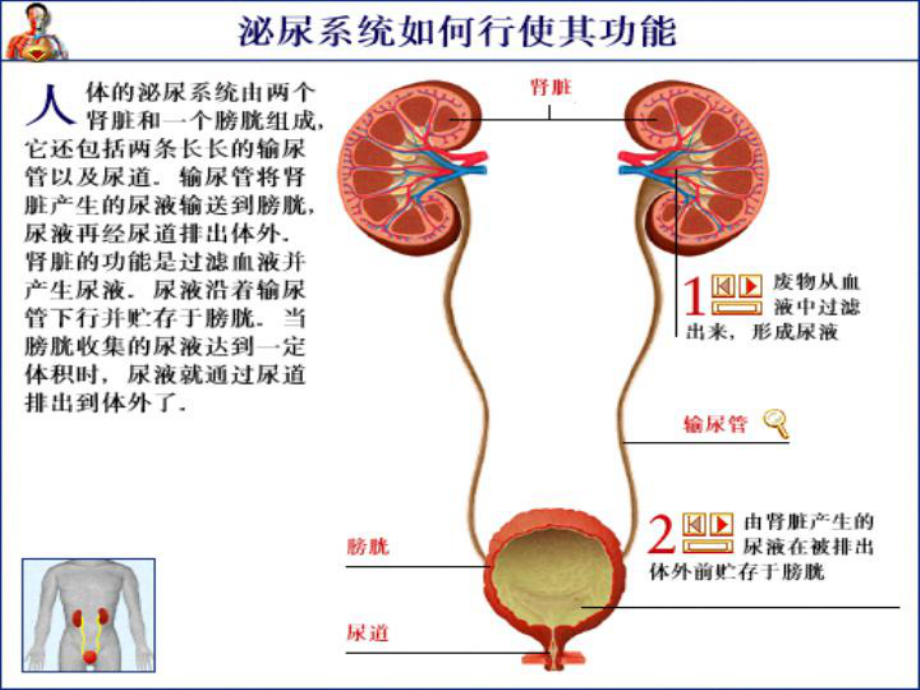 泌尿系统用药物课件.ppt_第2页