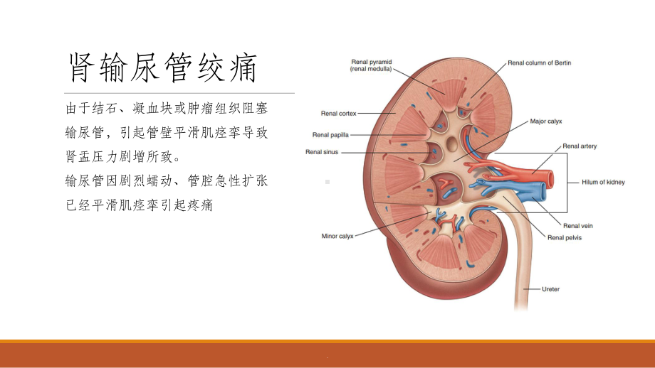 泌尿外科常见急症课件.ppt_第3页