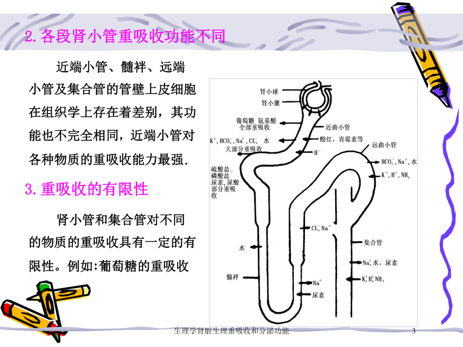 生理学肾脏生理重吸收和分泌功能培训课件.ppt_第3页