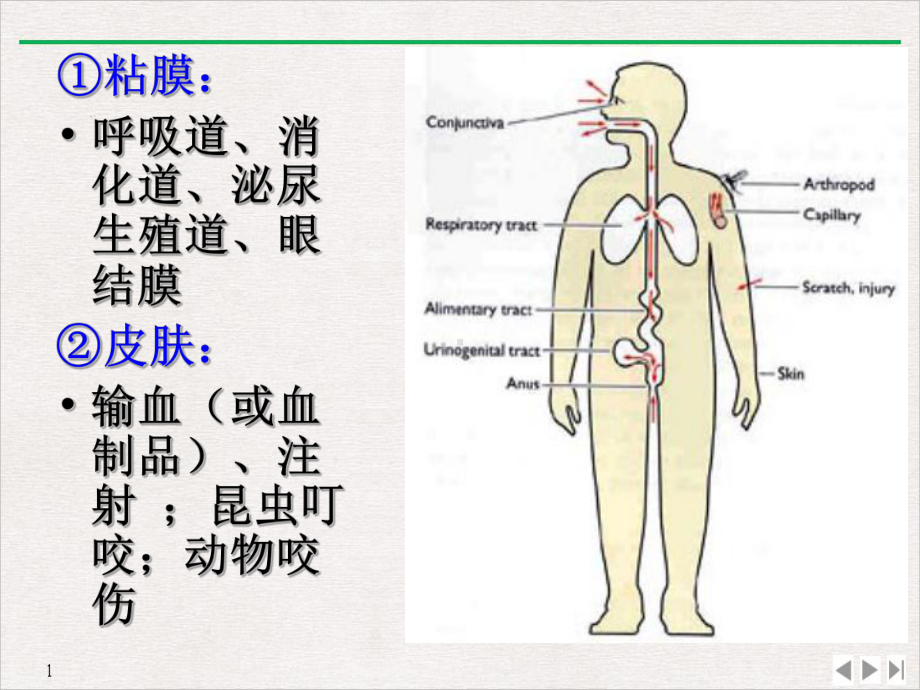 病毒的感染和免疫中文优质课件.pptx_第3页