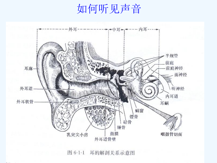 珍爱自己的听力噪声聋诊断课件.ppt_第2页