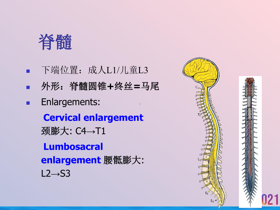 生理学课件中枢神经.ppt_第3页