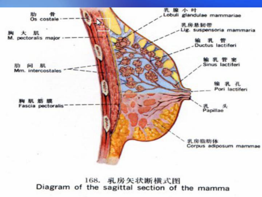 浅表乳腺超声诊断课件.ppt_第3页