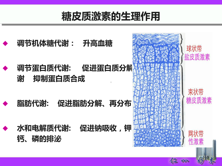 激素在儿科呼吸系统疾病中合理应用(新)课件.ppt_第2页