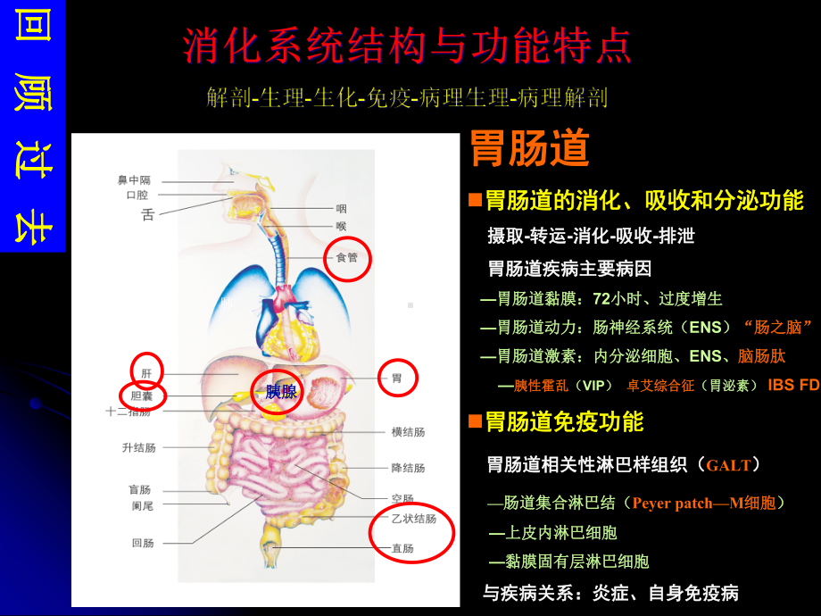 消化系统疾病总论课件.ppt_第2页