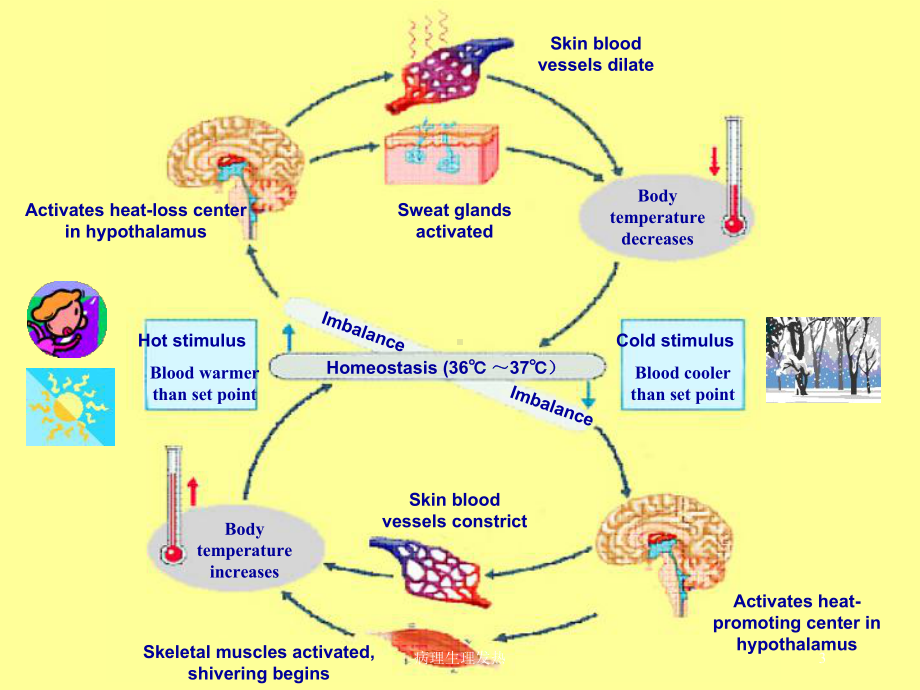 病理生理发热培训课件.ppt_第3页