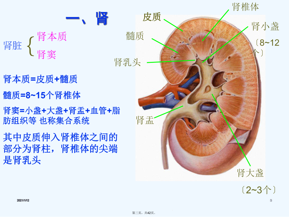 泌尿系超声课件.ppt_第3页