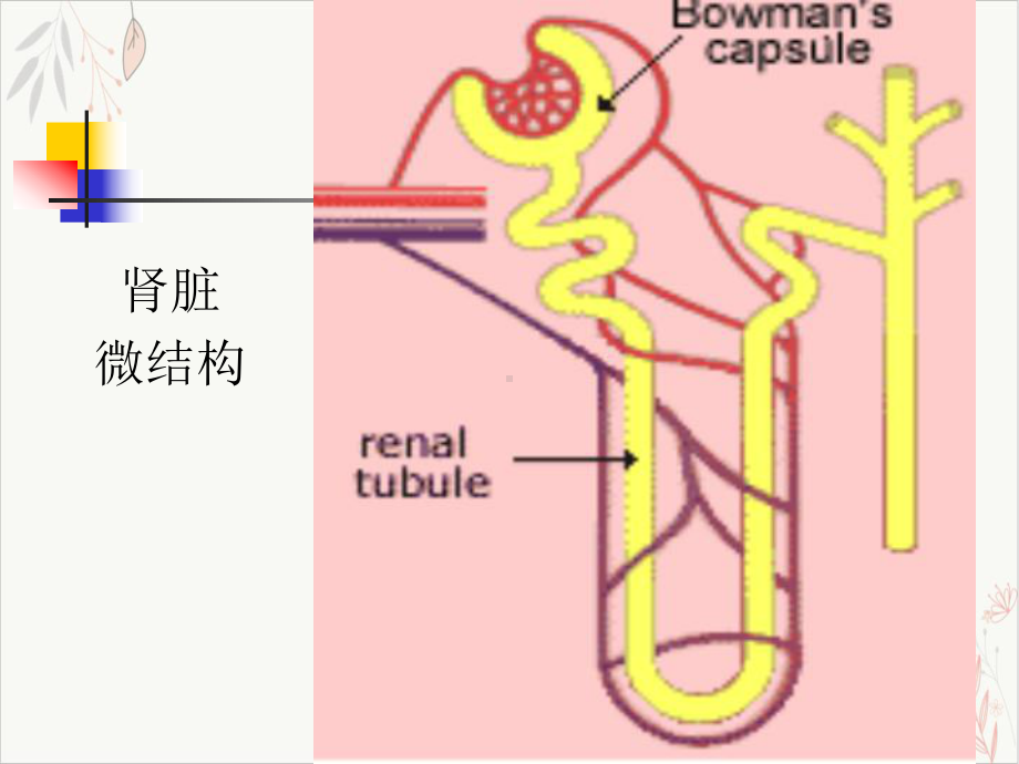 泌尿疾病总论课件.pptx_第3页