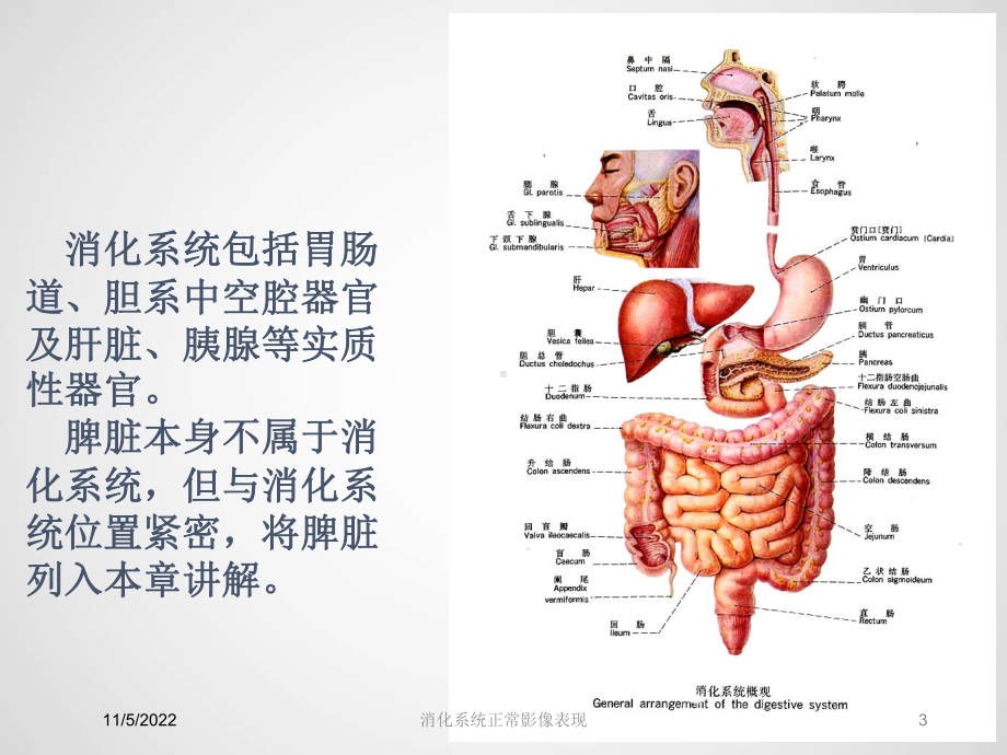 消化系统正常影像表现培训课件.ppt_第3页