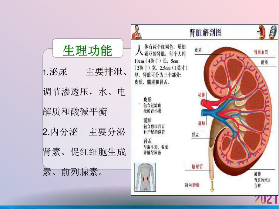 泌尿肾癌课件.ppt_第3页