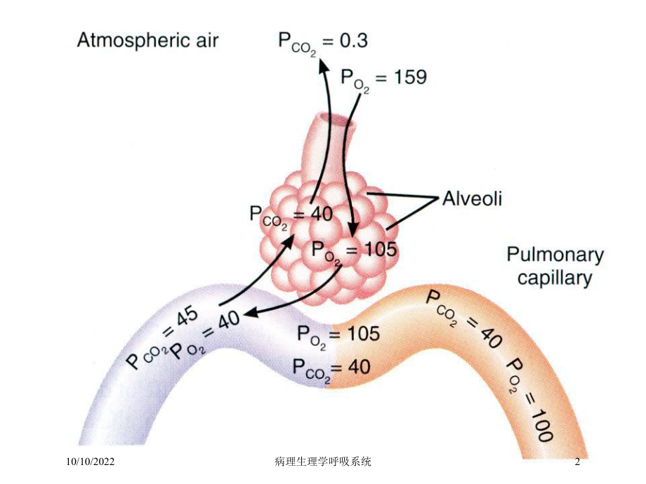 病理生理学呼吸系统培训课件.ppt_第2页