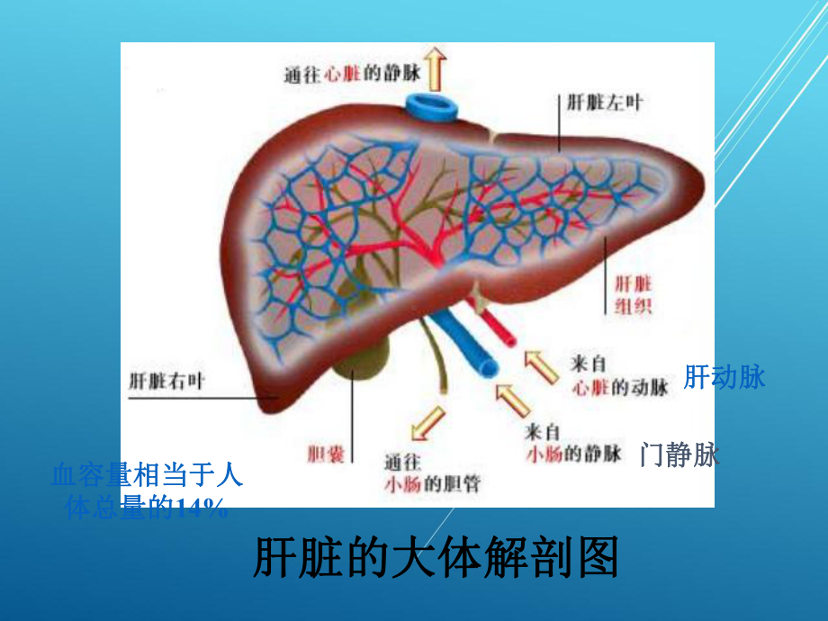 病理生理学-肝功能不全-课件.ppt_第2页