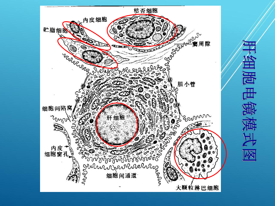 病理生理学-肝功能不全-课件.ppt_第3页