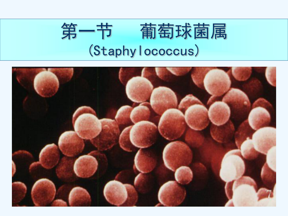 病原性球菌与检验课件.ppt_第3页