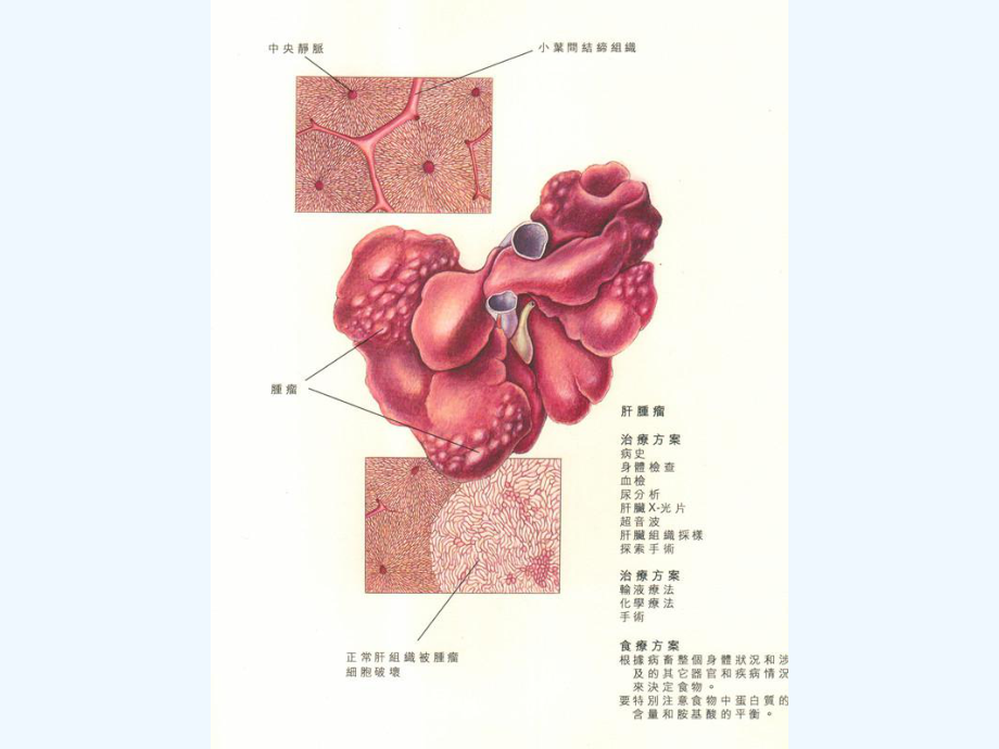 犬猫肝胆病的诊断和治疗课件.ppt_第2页