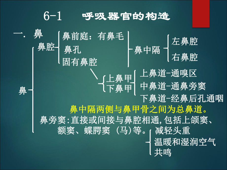 畜禽解剖学呼吸系统课件.ppt_第2页