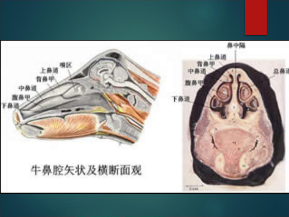 畜禽解剖学呼吸系统课件.ppt_第3页