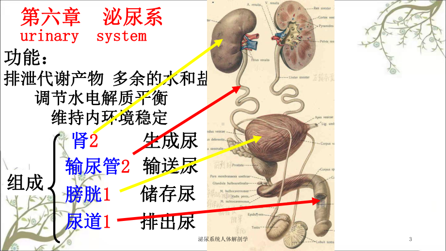 泌尿系统人体解剖学课件.ppt_第3页