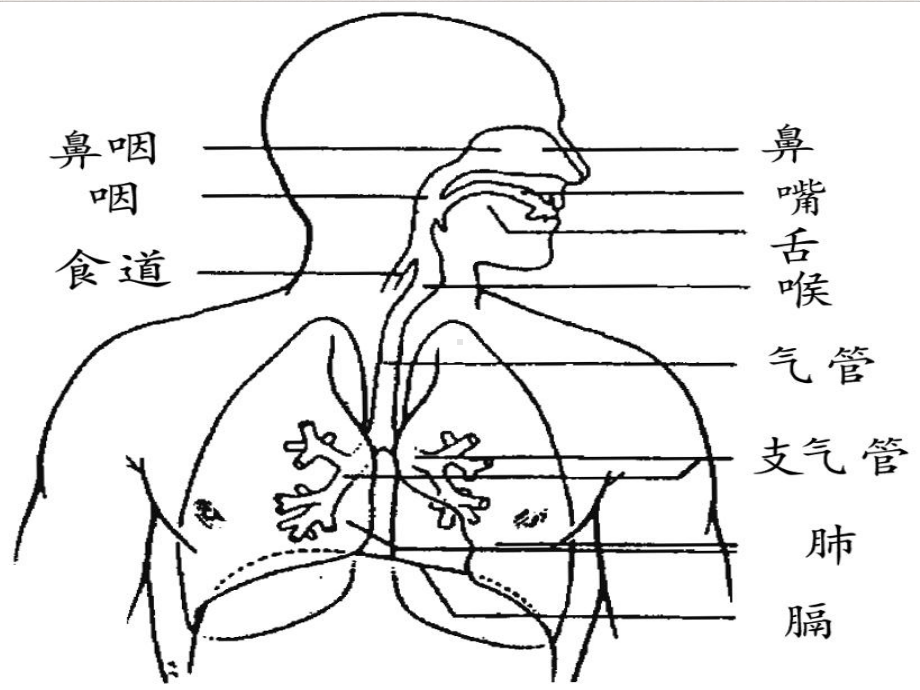 气道梗阻急救法课件.pptx_第2页