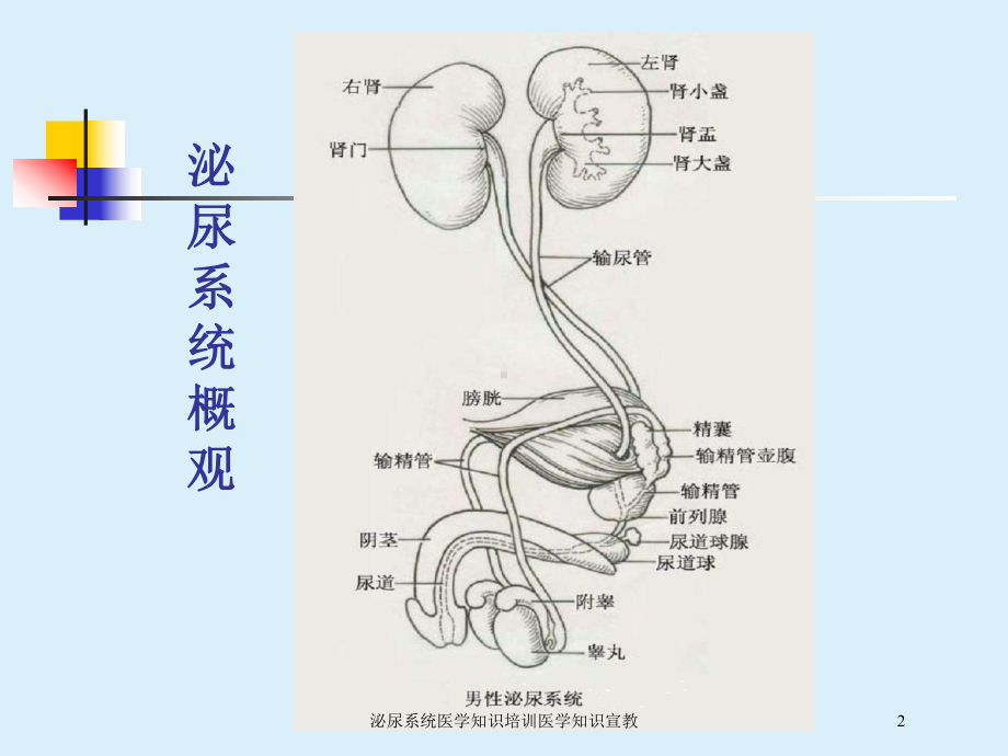 泌尿系统医学知识培训医学知识宣教培训课件.ppt_第2页