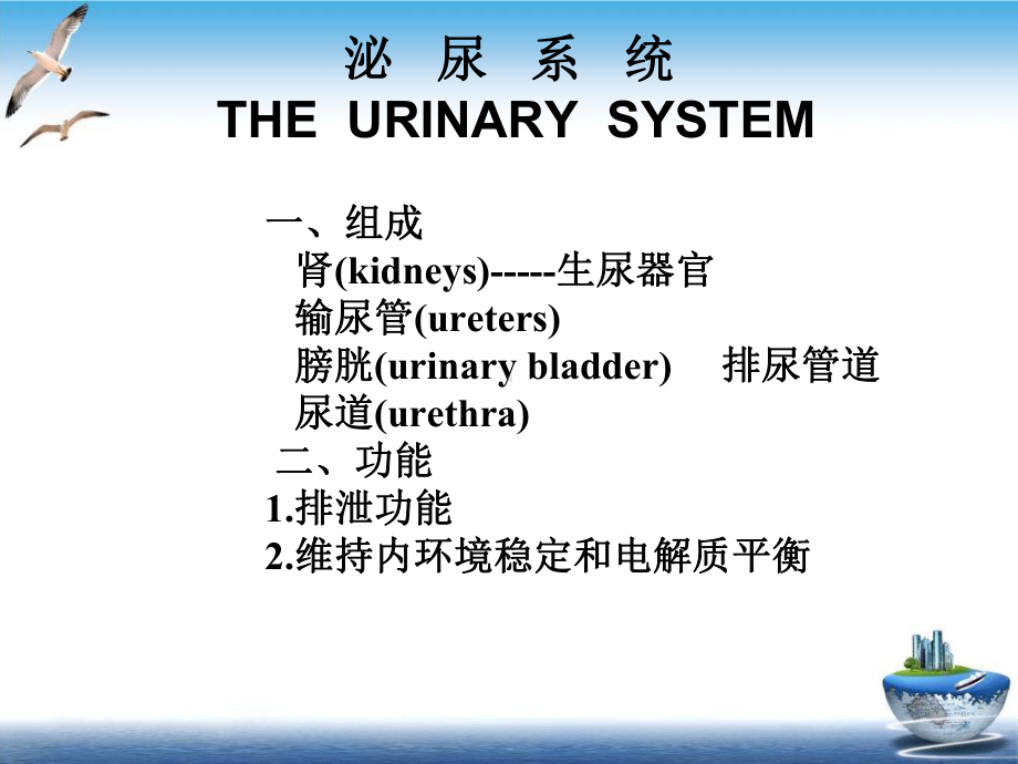 泌尿外科解剖学课件.ppt_第3页