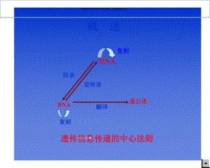 生物化学核酸的生物合成医学知识课件.ppt