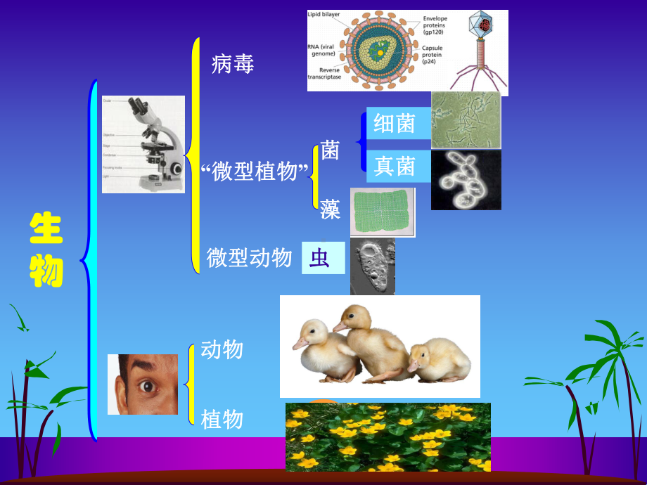 环境中的微生物课件.ppt_第3页