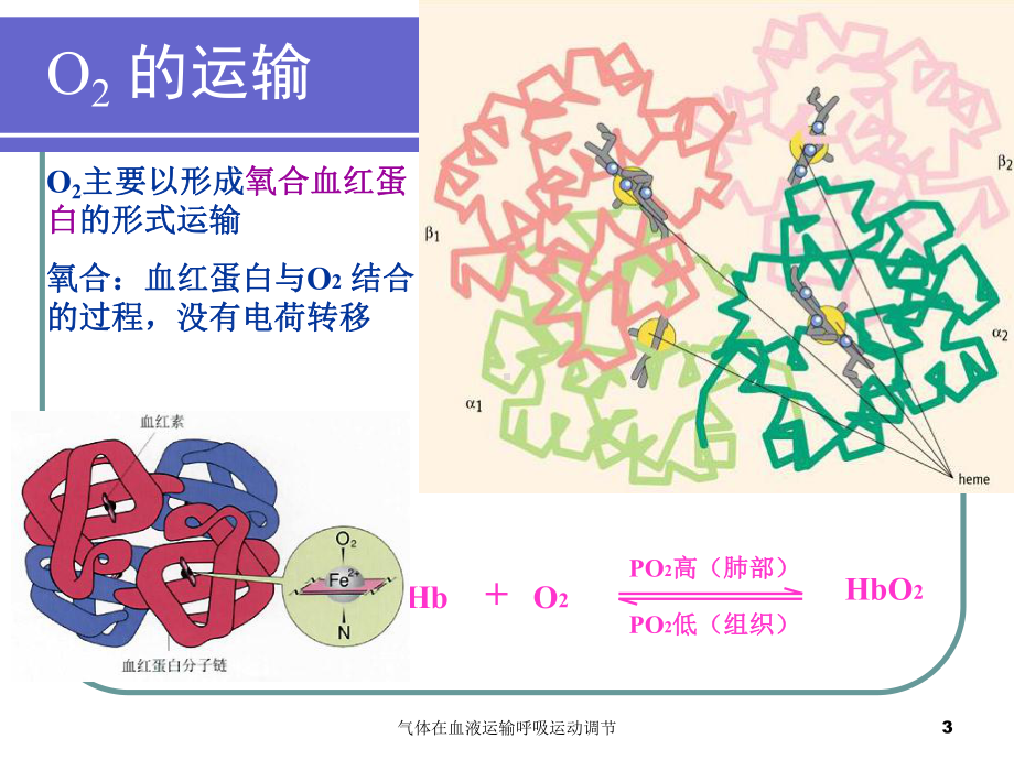 气体在血液运输呼吸运动调节培训课件.ppt_第3页